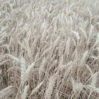 گندم|خوردنی و آشامیدنی|نورآباد ممسنی, |دیوار