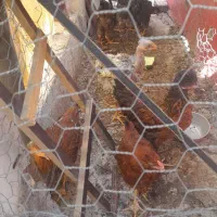 ۷ عددمرغ بسیارسرحال وزیبا نزدیک به تخم گذاری
