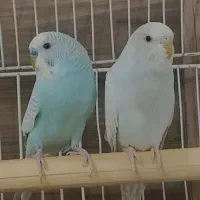 مرغ عشق بالغ|پرنده|صدرا-فارس, فاز ۱|دیوار