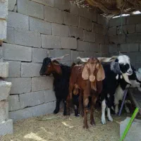 فروش چهار عدد پازن