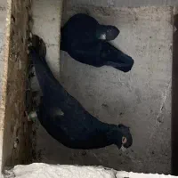 کفتر