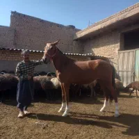 مادیان|اسب و تجهیزات اسب‌سواری|قم, امامزاده ابراهیم|دیوار