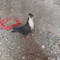 طوقی و ریش|پرنده|مود, |دیوار