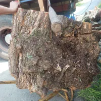 خرید و اخذ انواع چوب آلات جنگلی و باغی|خدمات باغبانی و درختکاری|کلاچای, |دیوار