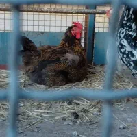 مرغ گلپایگانی|حیوانات مزرعه|قلعه نو, |دیوار