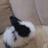 خرگوشم گمشده