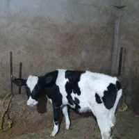 گاوشیری|حیوانات مزرعه|مهربان, |دیوار