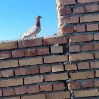 کبوتر همه ماده
