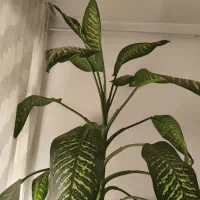 گل دیفن|گل و گیاه طبیعی|الوند, |دیوار