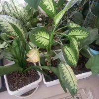 فروش گل|گل و گیاه طبیعی|بومهن, |دیوار