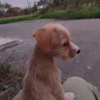 توله سگ اشپیتز تریر|سگ|رشت, خرسندی|دیوار