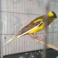 ۵/۰۰۰/۰۰۰۰|پرنده|اصفهان, حصه شمالی|دیوار