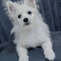 سگ پامر سفید