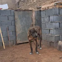 سگ ماری خراسانی