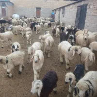 فروش ۷۰ راس بره