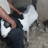 بزنر|حیوانات مزرعه|زابل, |دیوار