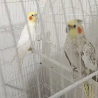 عروس هلندی