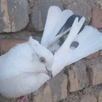 کفتر پرشی|پرنده|قم, باغ شازده|دیوار