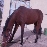 فروش اسب اصیل وسرعتی