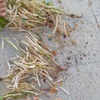 شیره انگور کشمش|خوردنی و آشامیدنی|مشکین‌دشت, |دیوار