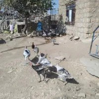 بوقلمون نر و ماده|پرنده|کوهدشت, |دیوار