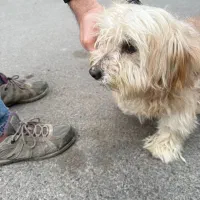 سگ پیدا شده