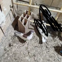 کبوتر پرشی|پرنده|جغتای, |دیوار