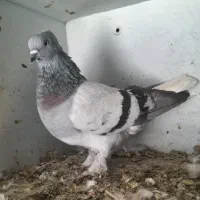 کفتر بهبهونی تعداد بالا