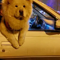 چاوچاو|سگ|تبریز, |دیوار