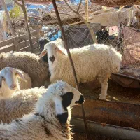 بره بزغاله گوسفند|حیوانات مزرعه|بیرجند, |دیوار