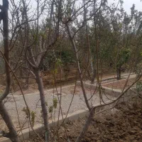 باغ اجاره ای|اجارهٔ کوتاهمدت ویلا و باغ|خمینیشهر, |دیوار