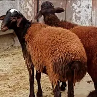 انواع گوسفند و بره زنده سرک دار|حیوانات مزرعه|قم, میرزائیه|دیوار