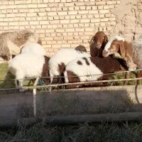 میش زایده بره نرگوسفند