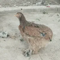 فروش مرغ محلی،برهما