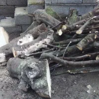 درخت انجیربریده فروش فوری|عمده‌فروشی|لوندویل, |دیوار