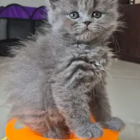 گربه