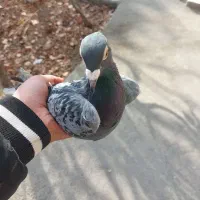 مسافتی د|پرنده|سلماس, |دیوار