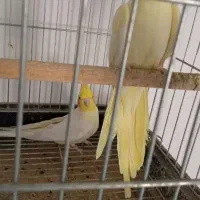 عروس هلندی مولد لوتینو|پرنده|چهارباغ, |دیوار