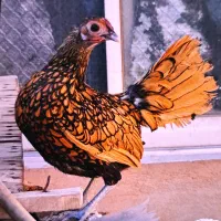 مرغ سبرایت یا مینیاتوری تخم مرغ