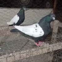 کبوتره سینه سیاه|پرنده|اردبیل, |دیوار