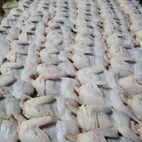 فروش بلدرچین مولد و تخم گذار به تعداد زیاد