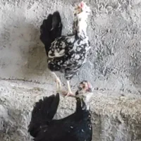 مرغ و خروس گلین|حیوانات مزرعه|جهرم, |دیوار