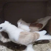 کبوتر|پرنده|قم, شهر قائم|دیوار