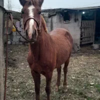 ۲راس اسب ۲۵میلیون