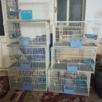 قفس پرنده جفتگیری  . مینا.کبوتر. عروس هلندی. قناری
