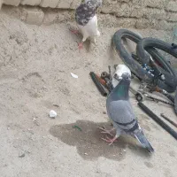 ی جفت نر ماده گوک