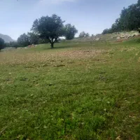زمین-مسگونی