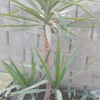 گل یوکا|حراج|گنبد کاووس, |دیوار