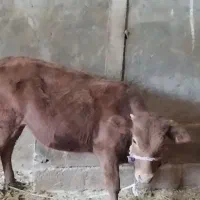 چهارعدد گوساله دوتا نر دوتا ماده|حیوانات مزرعه|کوهدشت, |دیوار