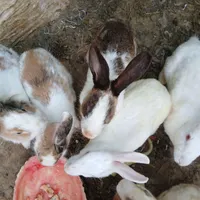 خرگوش بالغ